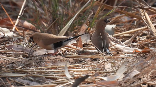 Masked Finch - ML624892142