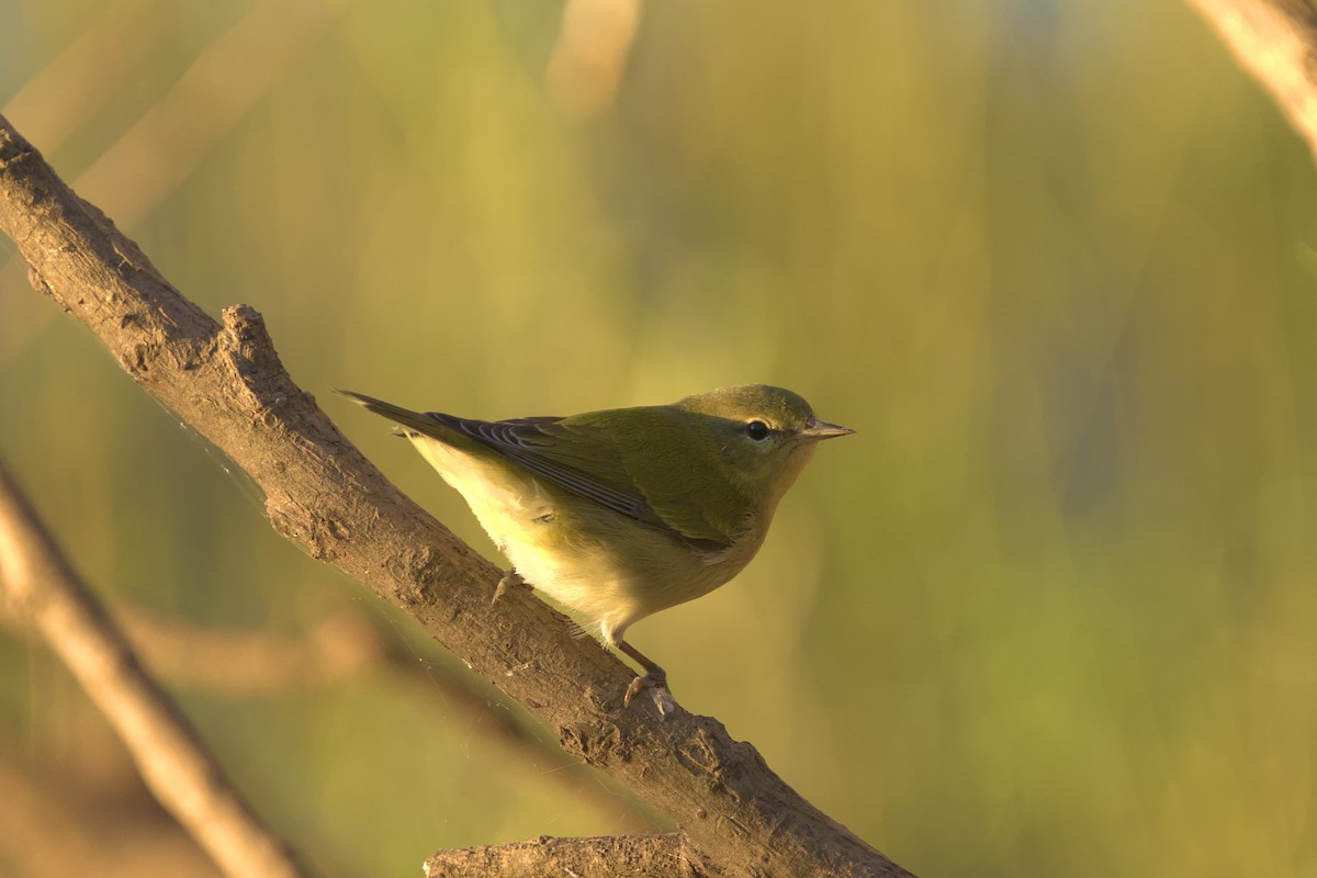 Tennessee Warbler - ML624892145