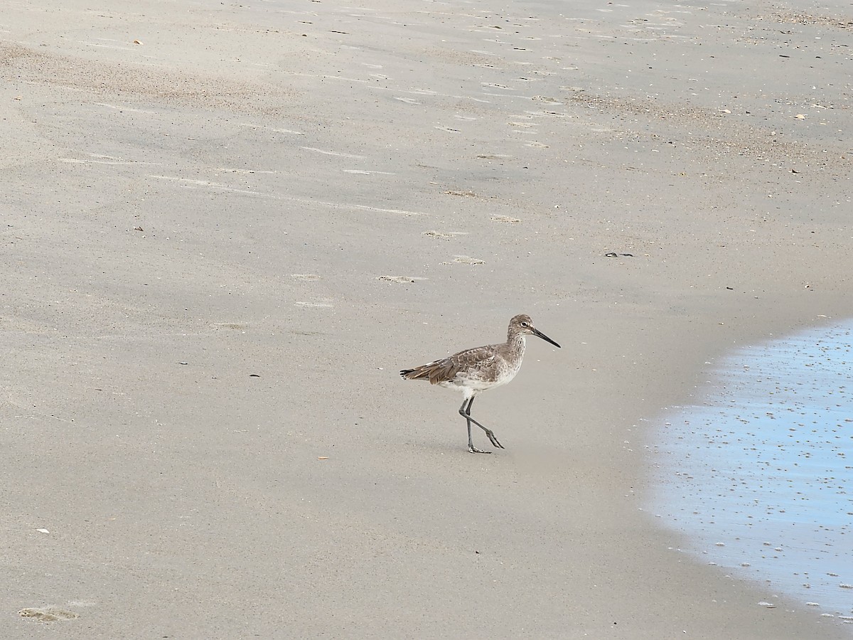 Willet - ML624892189