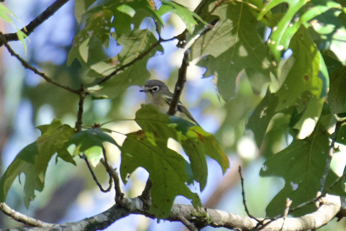 Blue-headed Vireo - ML624892193