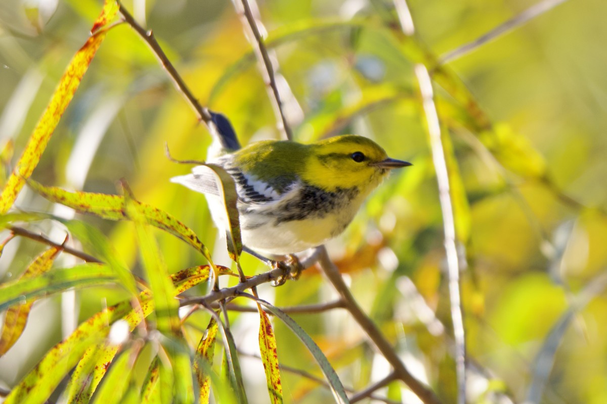 Black-throated Green Warbler - ML624892207