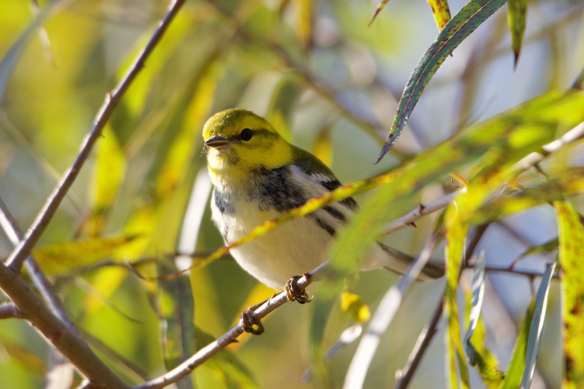 Black-throated Green Warbler - ML624892209