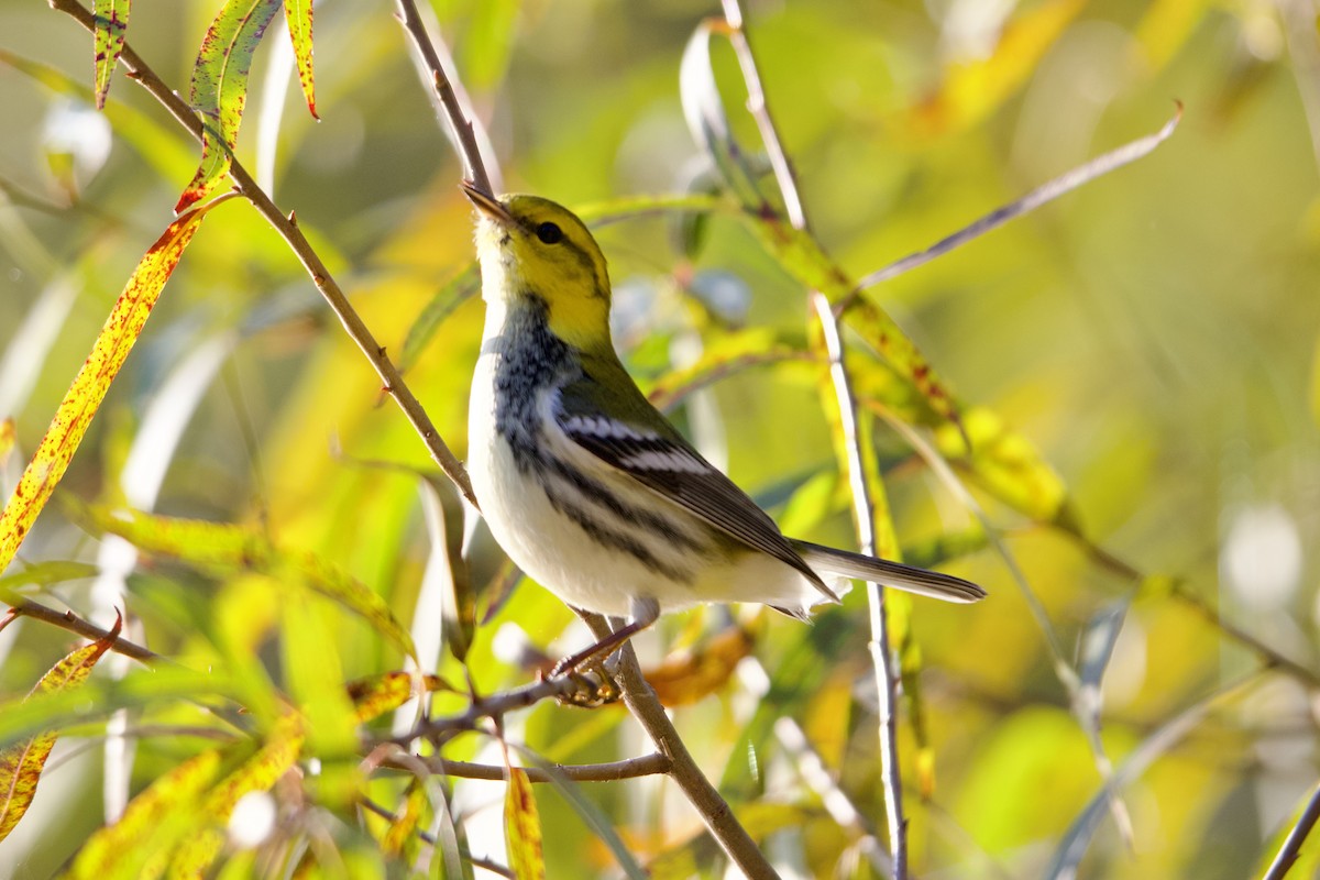 Black-throated Green Warbler - ML624892210