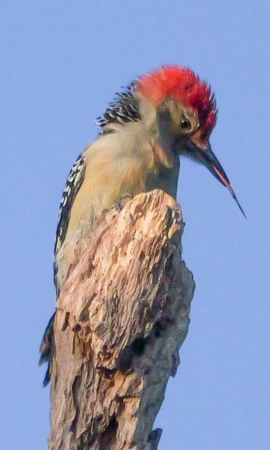Red-bellied Woodpecker - Roger Horn