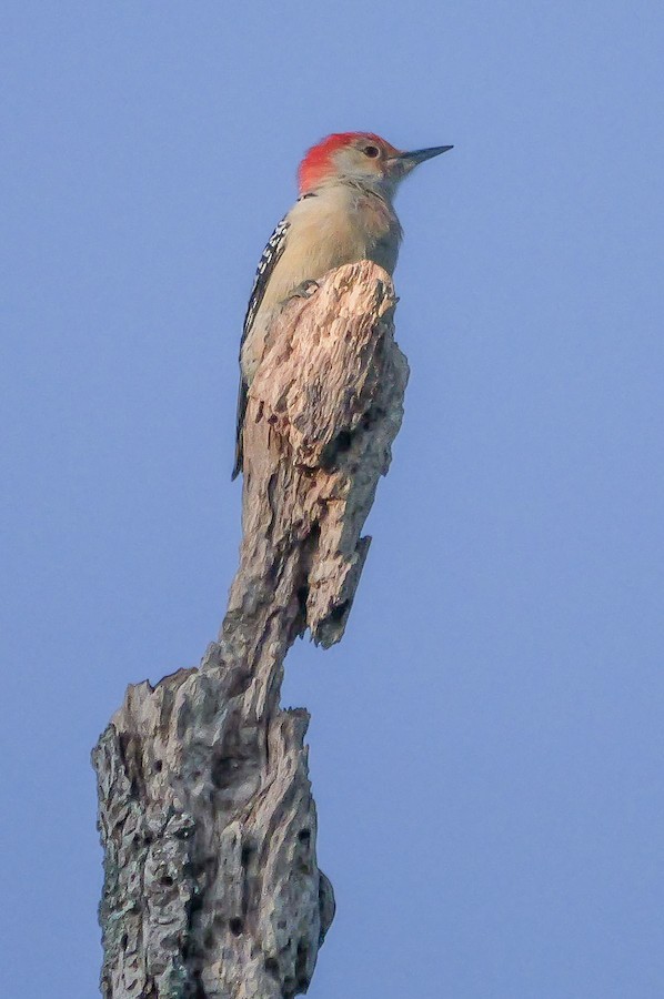 Red-bellied Woodpecker - Roger Horn
