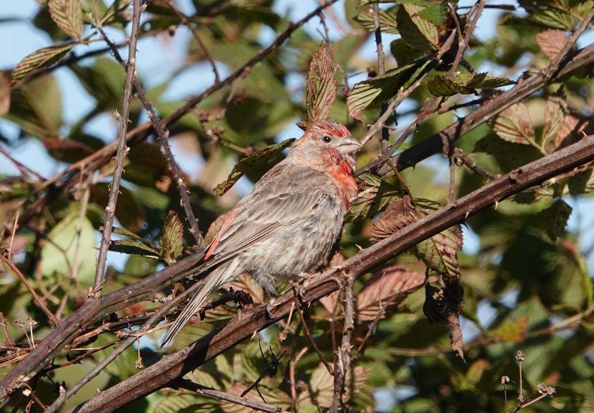 House Finch - ML624892431