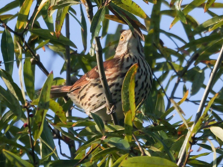 Brown Thrasher - Roger Horn