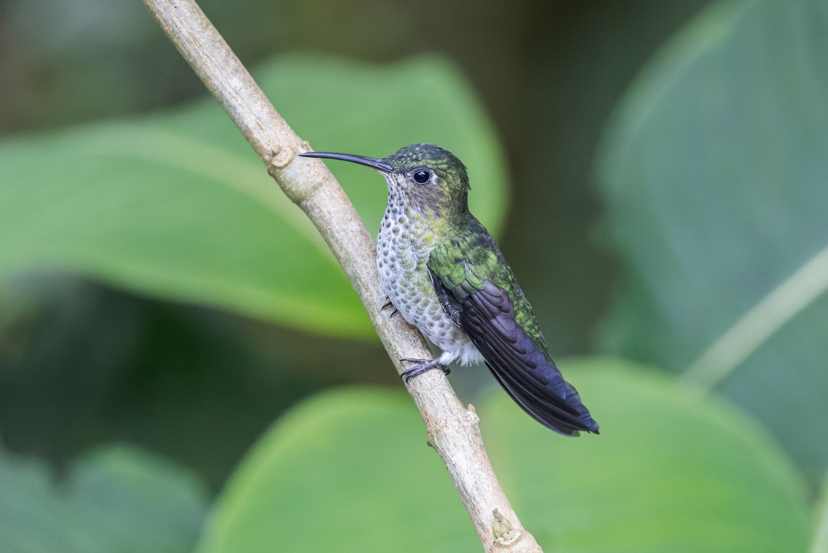 Many-spotted Hummingbird - ML624892474