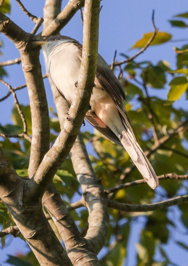 Yellow-billed Cuckoo - Roger Horn