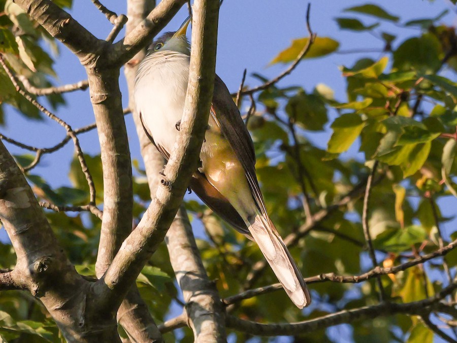 Yellow-billed Cuckoo - Roger Horn