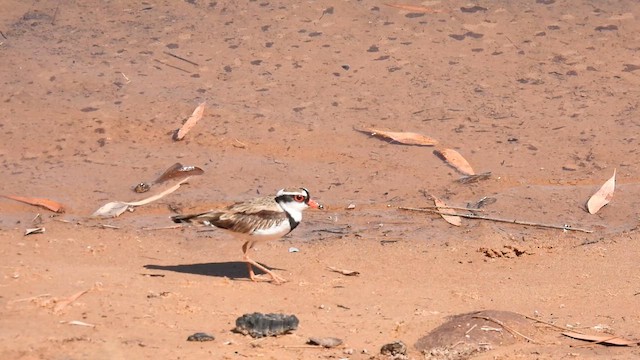 Black-fronted Dotterel - ML624892519