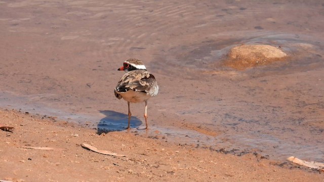 Black-fronted Dotterel - ML624892520