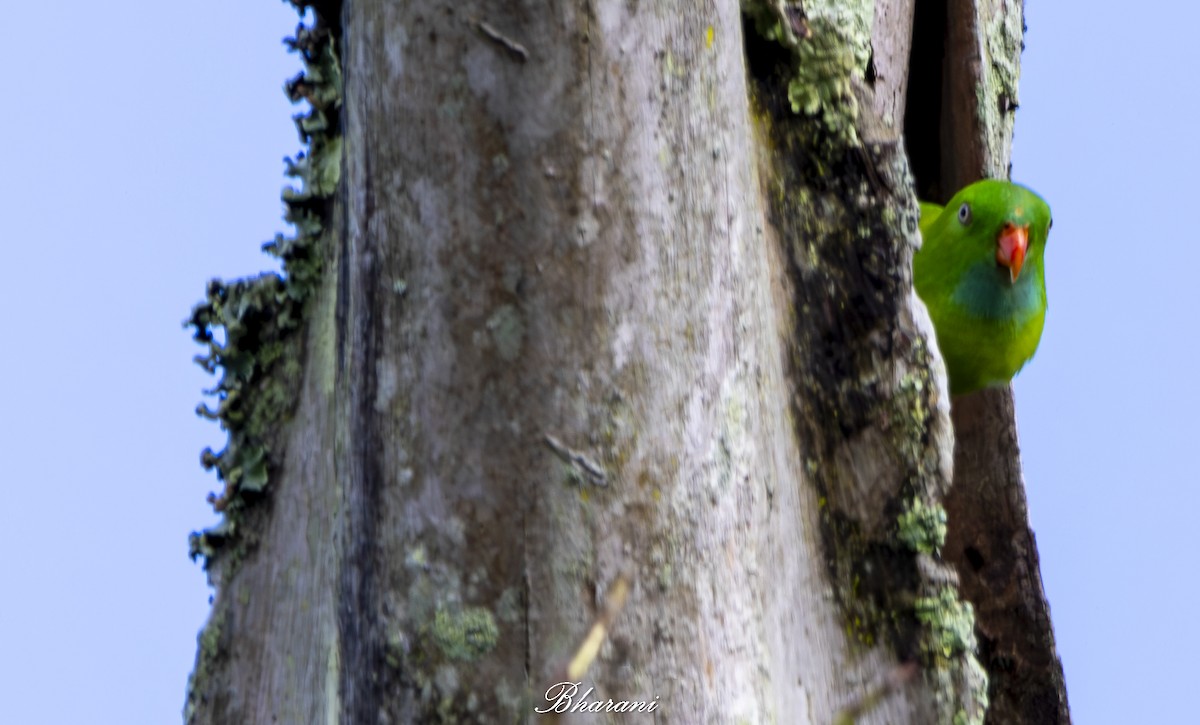 Vernal Hanging-Parrot - ML624892539