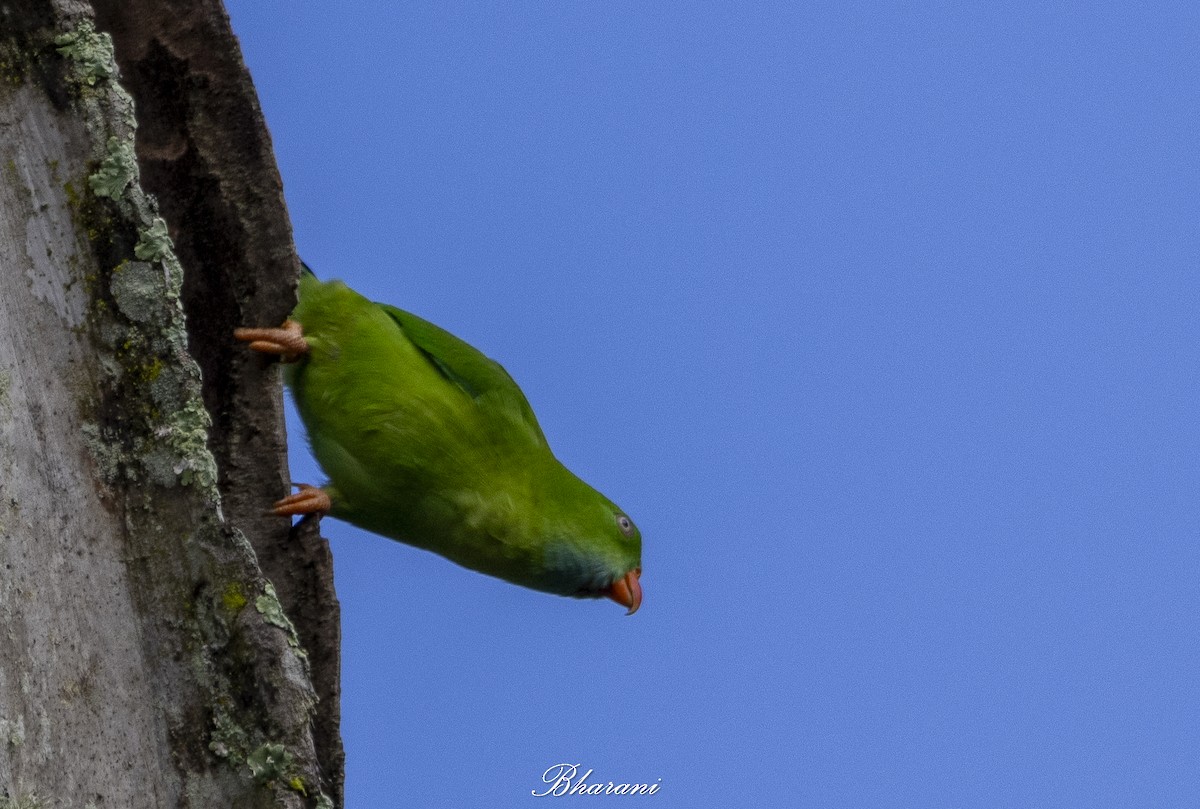 Vernal Hanging-Parrot - ML624892541