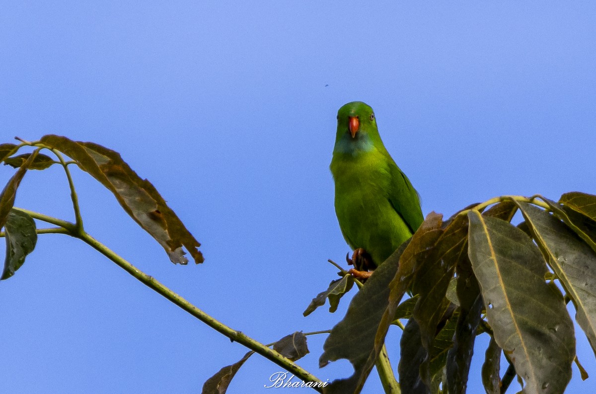 Vernal Hanging-Parrot - ML624892542