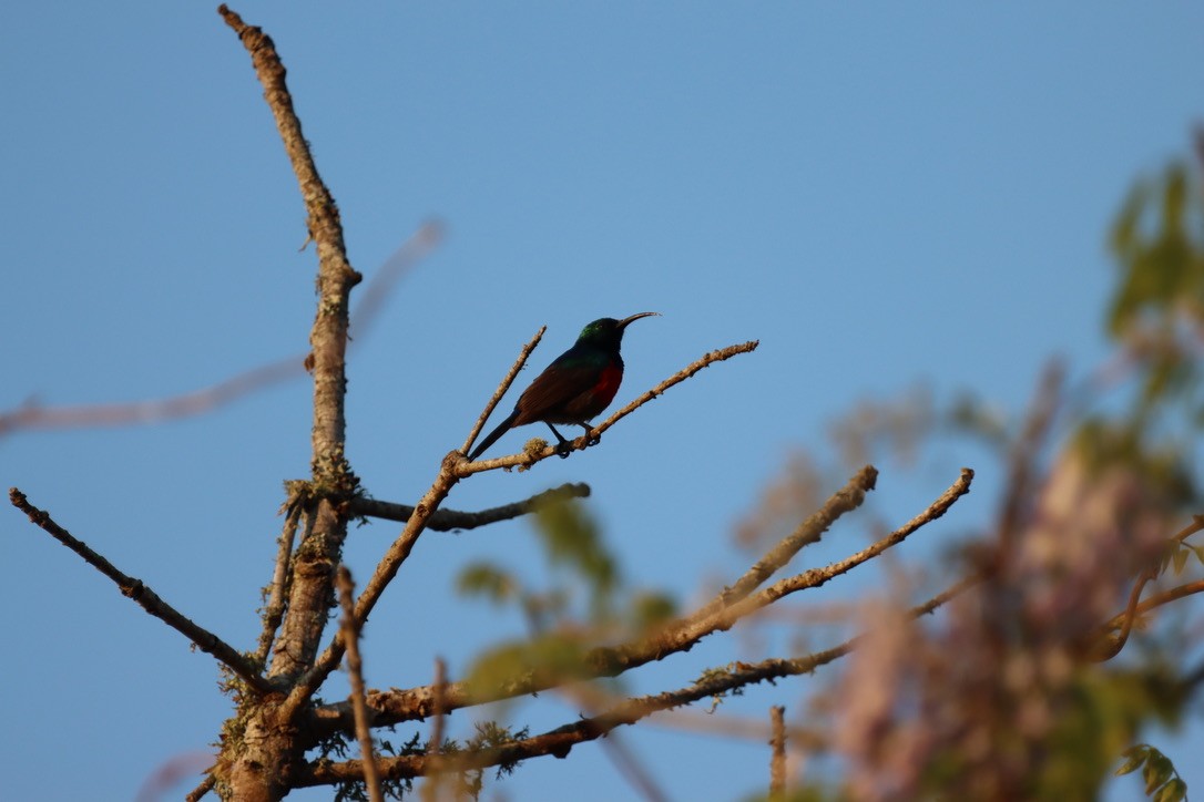 Greater Double-collared Sunbird - ML624892602