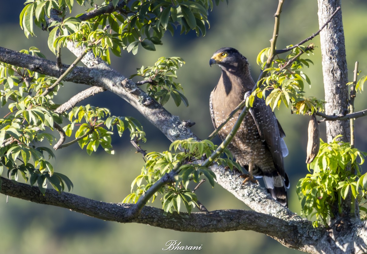 Crested Serpent-Eagle - ML624892628