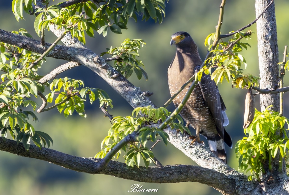 Crested Serpent-Eagle - ML624892629