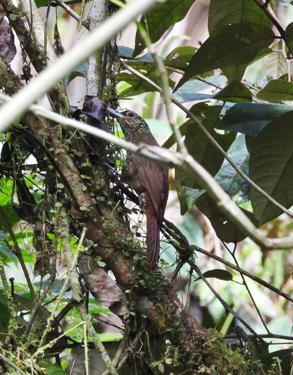 Olive-backed Woodcreeper - ML624892634