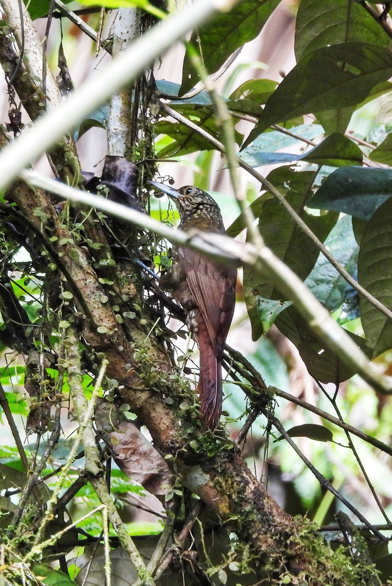 Olive-backed Woodcreeper - ML624892636