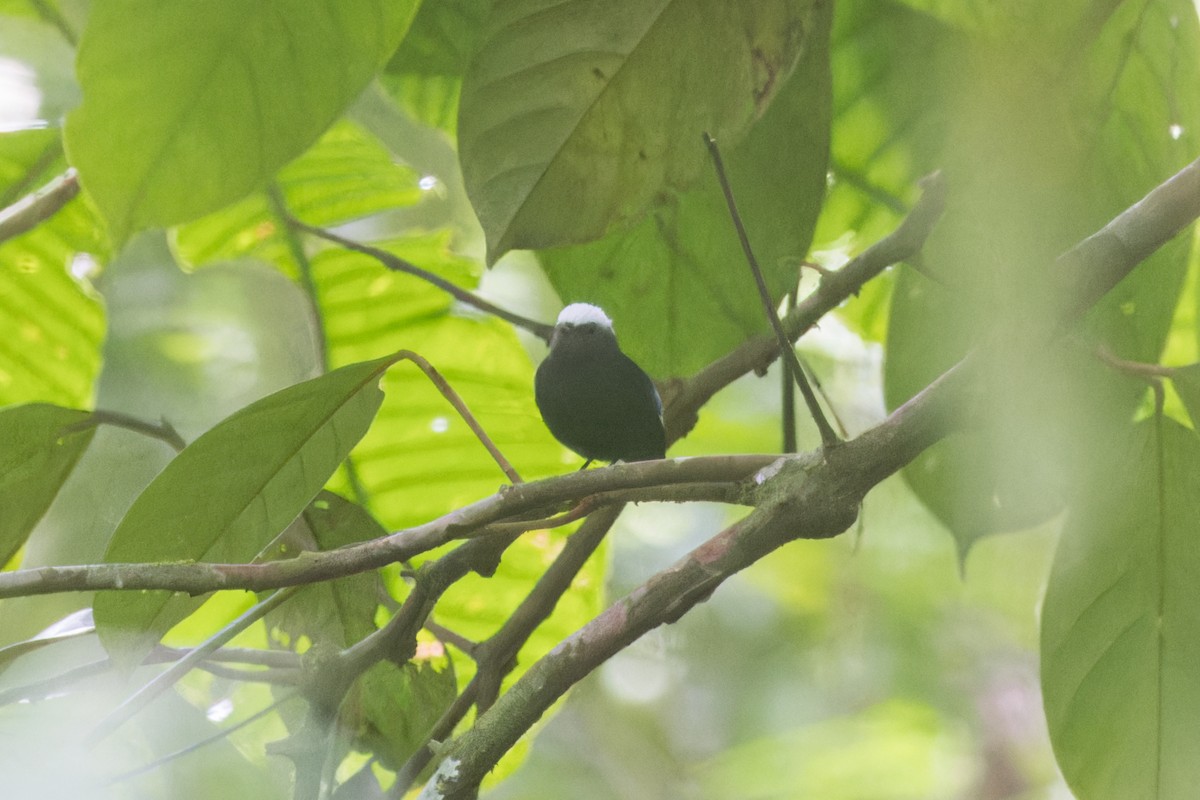 Blue-rumped Manakin - ML624892739