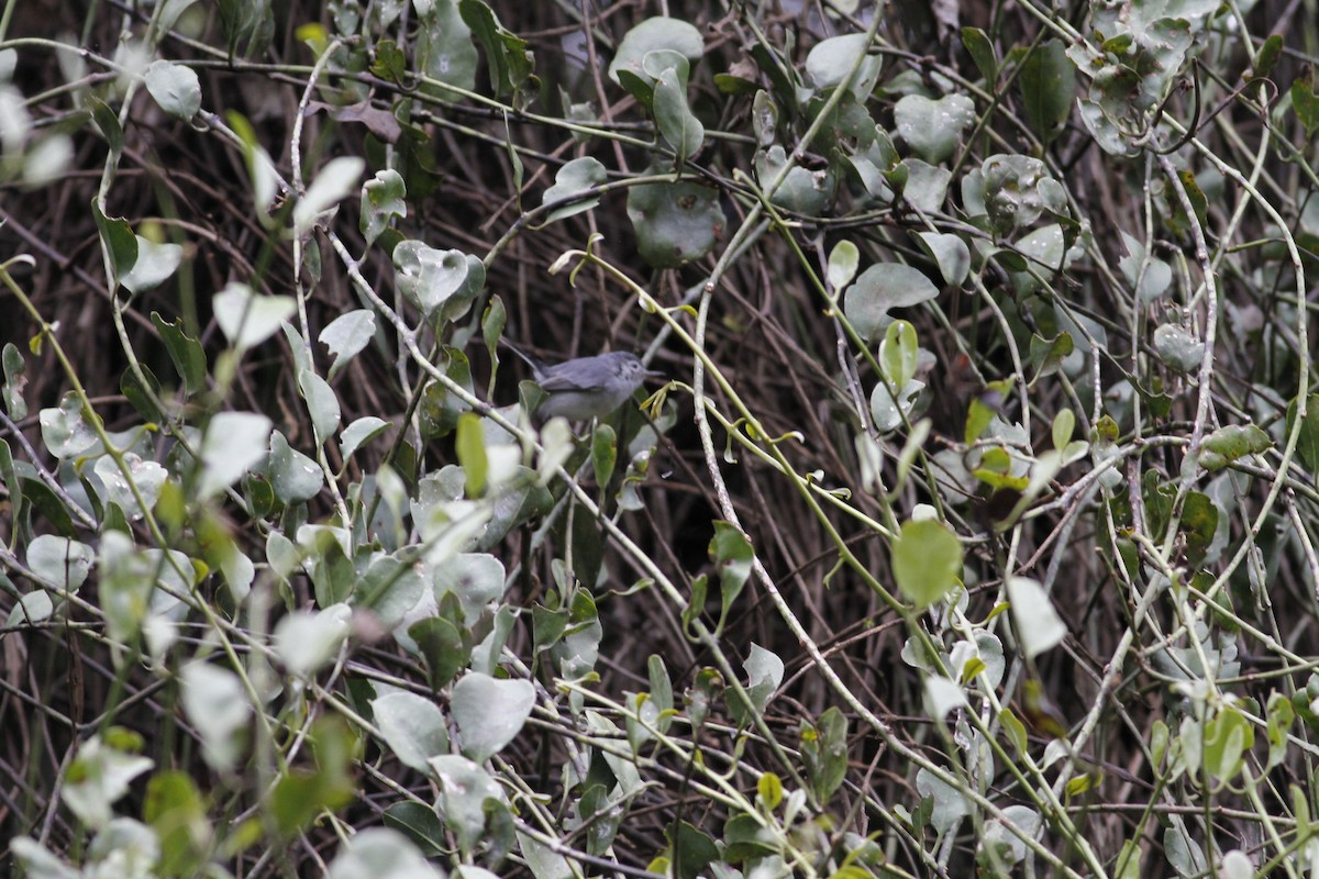 Gobemoucheron à sourcils blancs - ML624892879