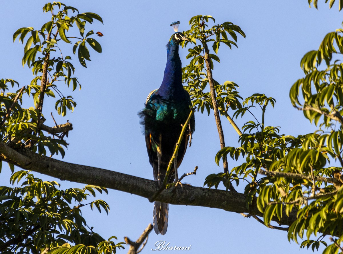 Indian Peafowl - ML624892888