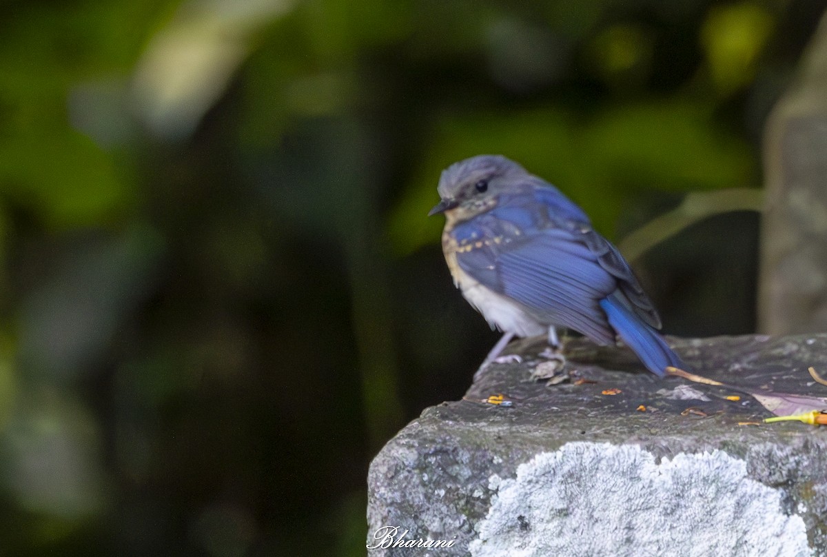 Tickell's Blue Flycatcher - ML624892959