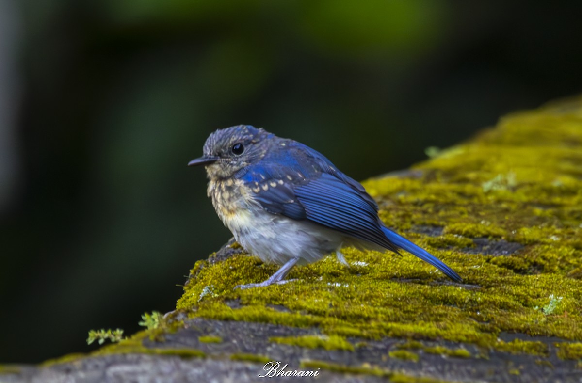 Tickell's Blue Flycatcher - ML624892961