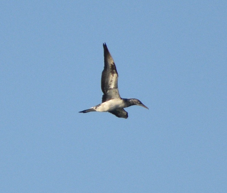 Australasian Gannet - ML62489301