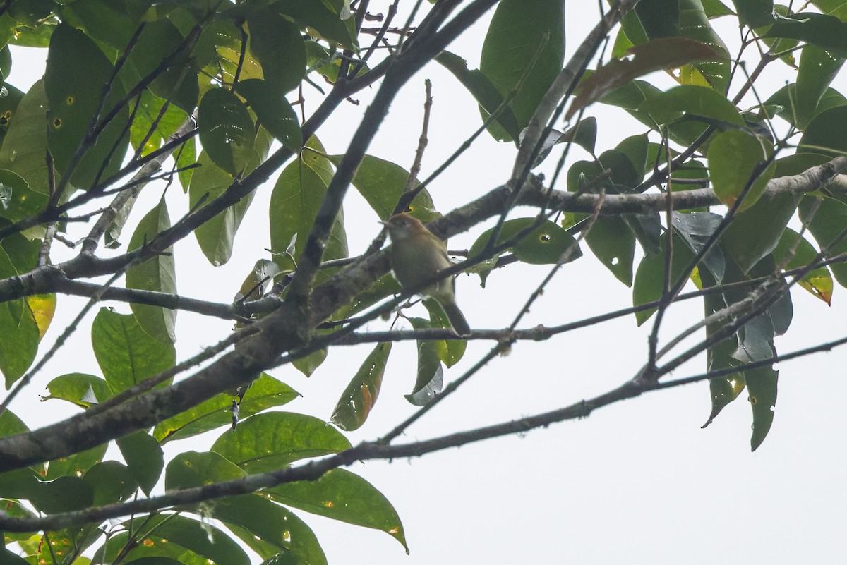 Rufous-naped Greenlet - ML624893076