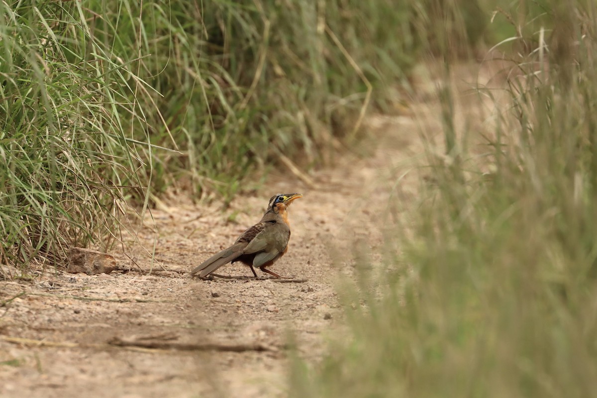 Lesser Ground-Cuckoo - ML624893113