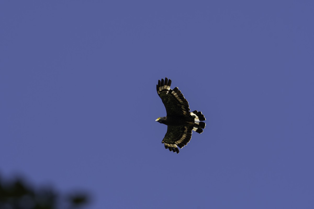 Mountain Serpent-Eagle - Léo Veyrunes