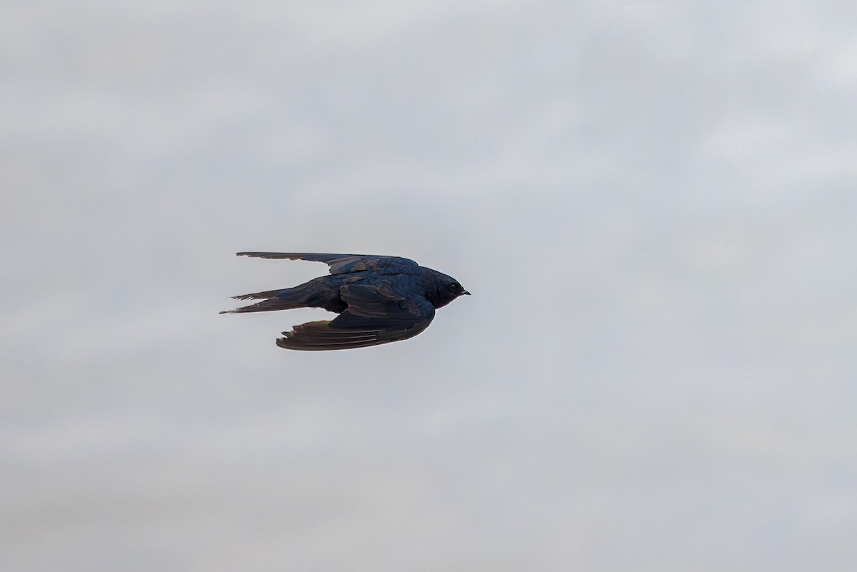 White-banded Swallow - Christopher Sloan