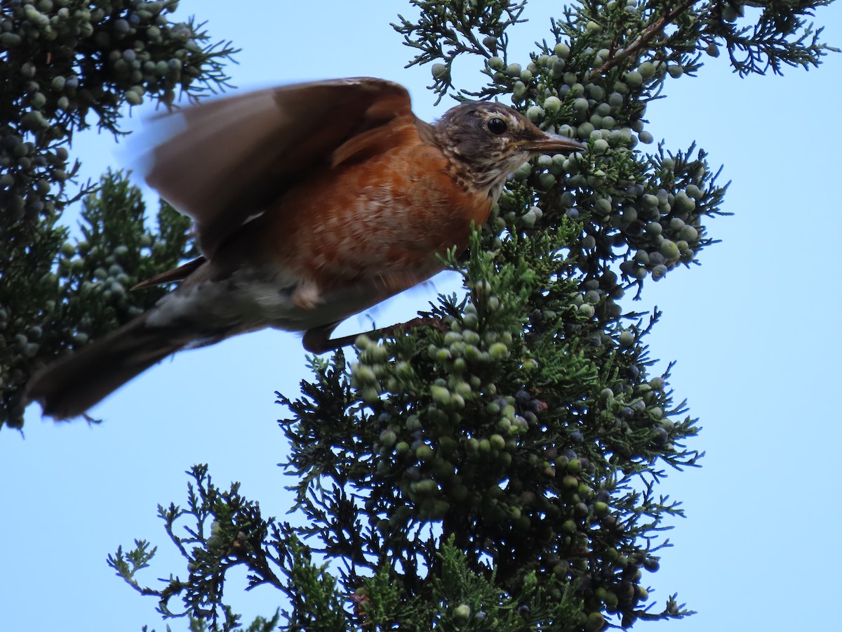 American Robin - ML624893198