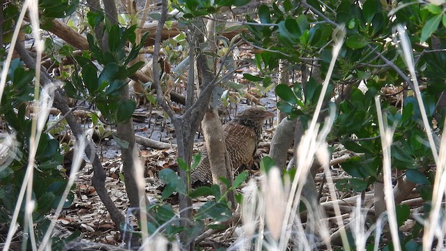 Pheasant Coucal (Pheasant) - ML624893208