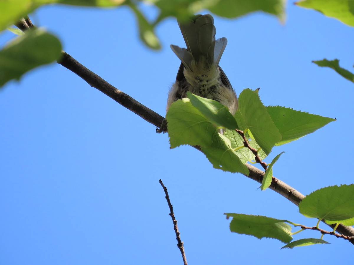 passerine sp. - ML624893221