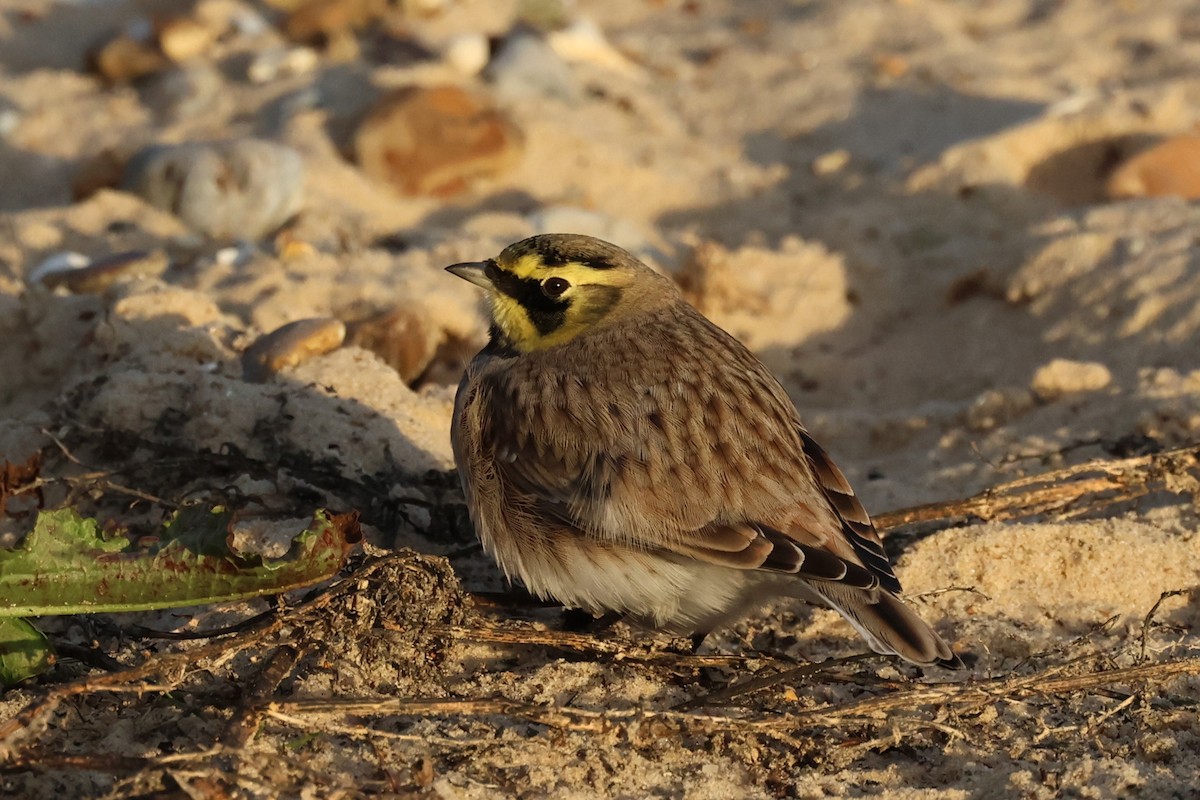 Horned Lark - ML624893276