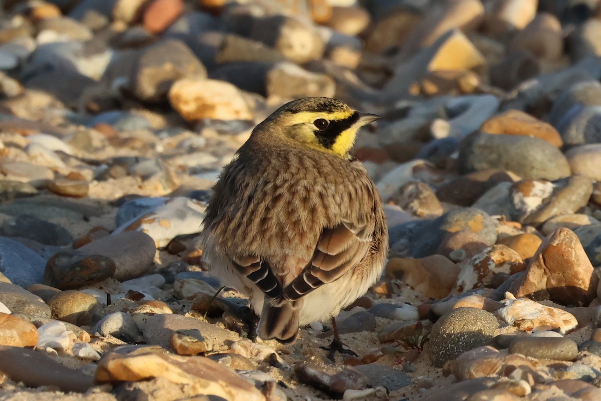 Horned Lark - ML624893277