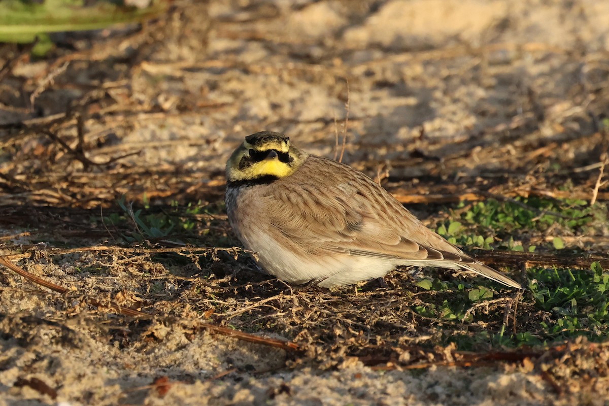 Horned Lark - ML624893278