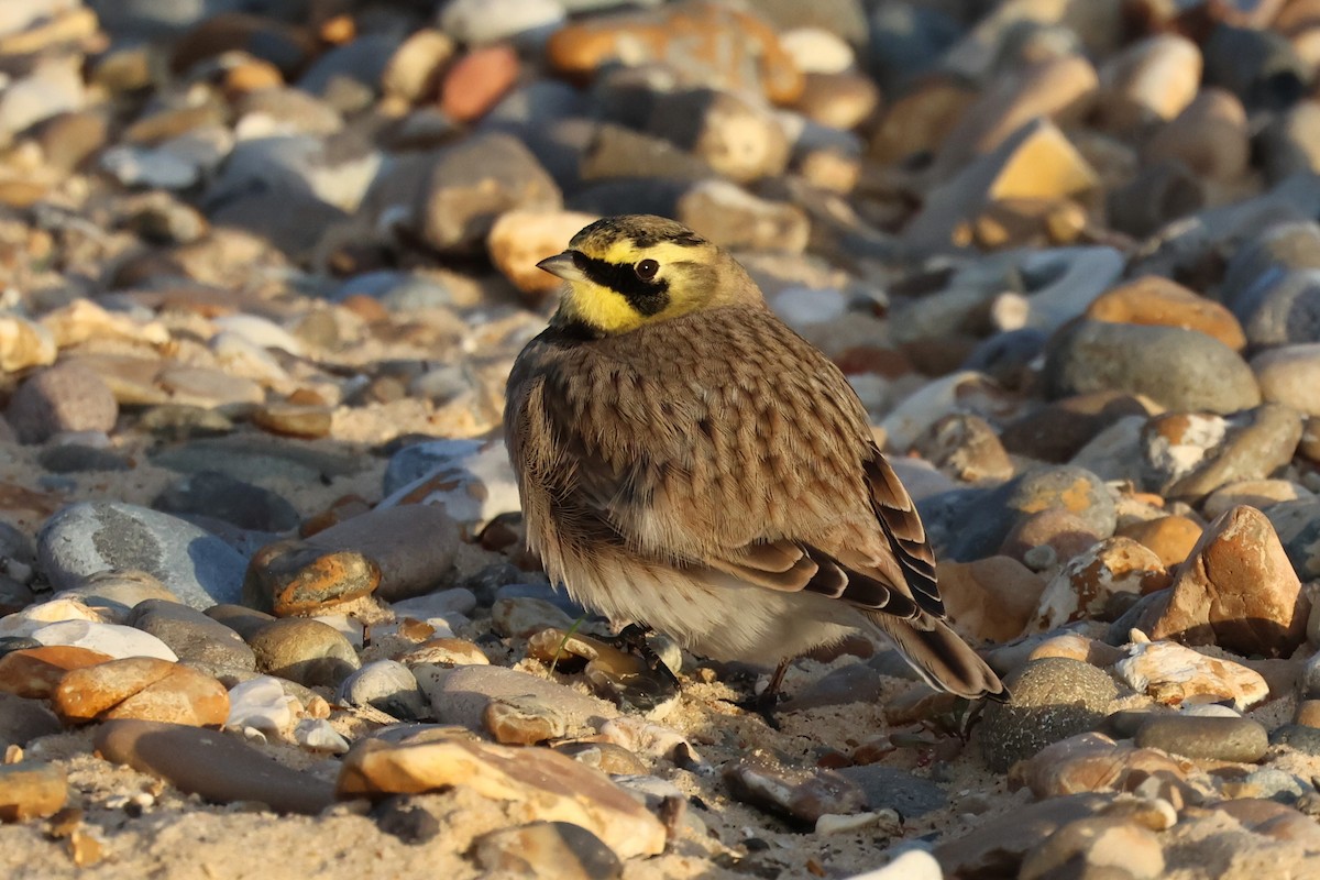 Horned Lark - ML624893279