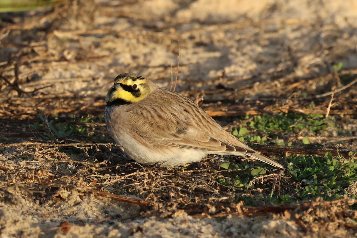 Horned Lark - ML624893280