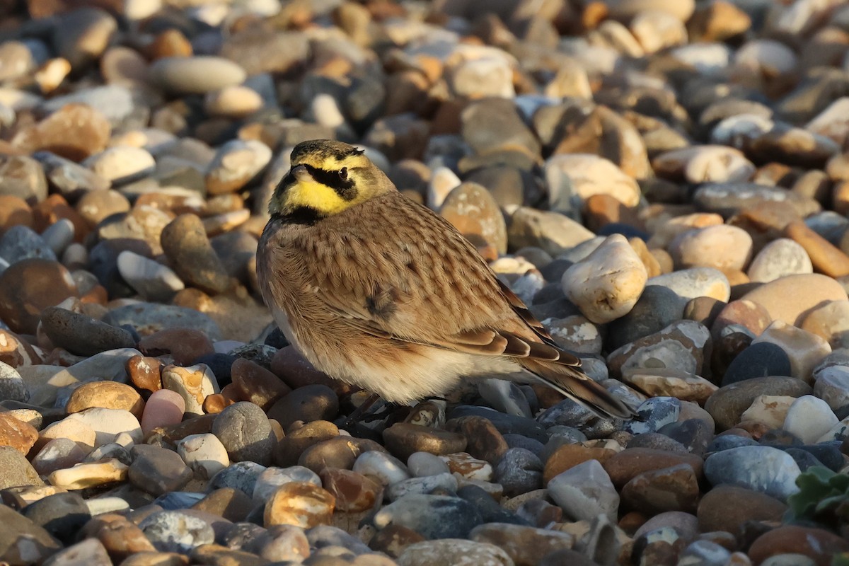 Horned Lark - ML624893281