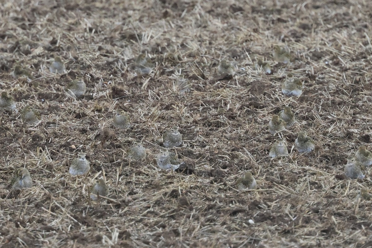 European Golden-Plover - ML624893395