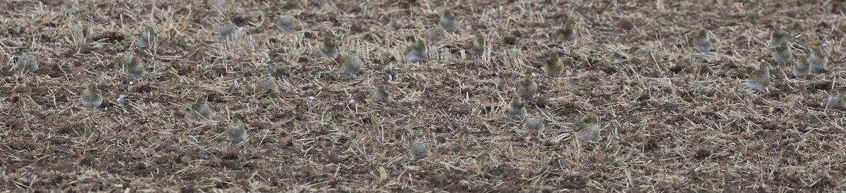 European Golden-Plover - ML624893396