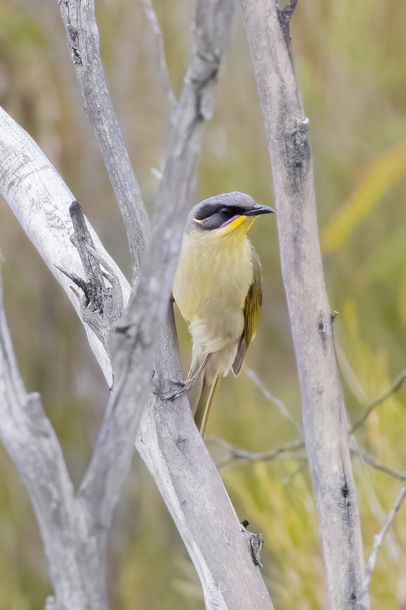 Purple-gaped Honeyeater - ML624893517