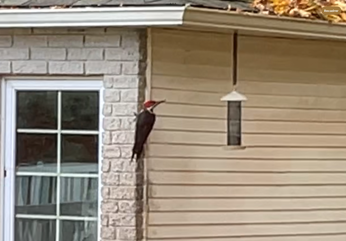 Pileated Woodpecker - ML624893551