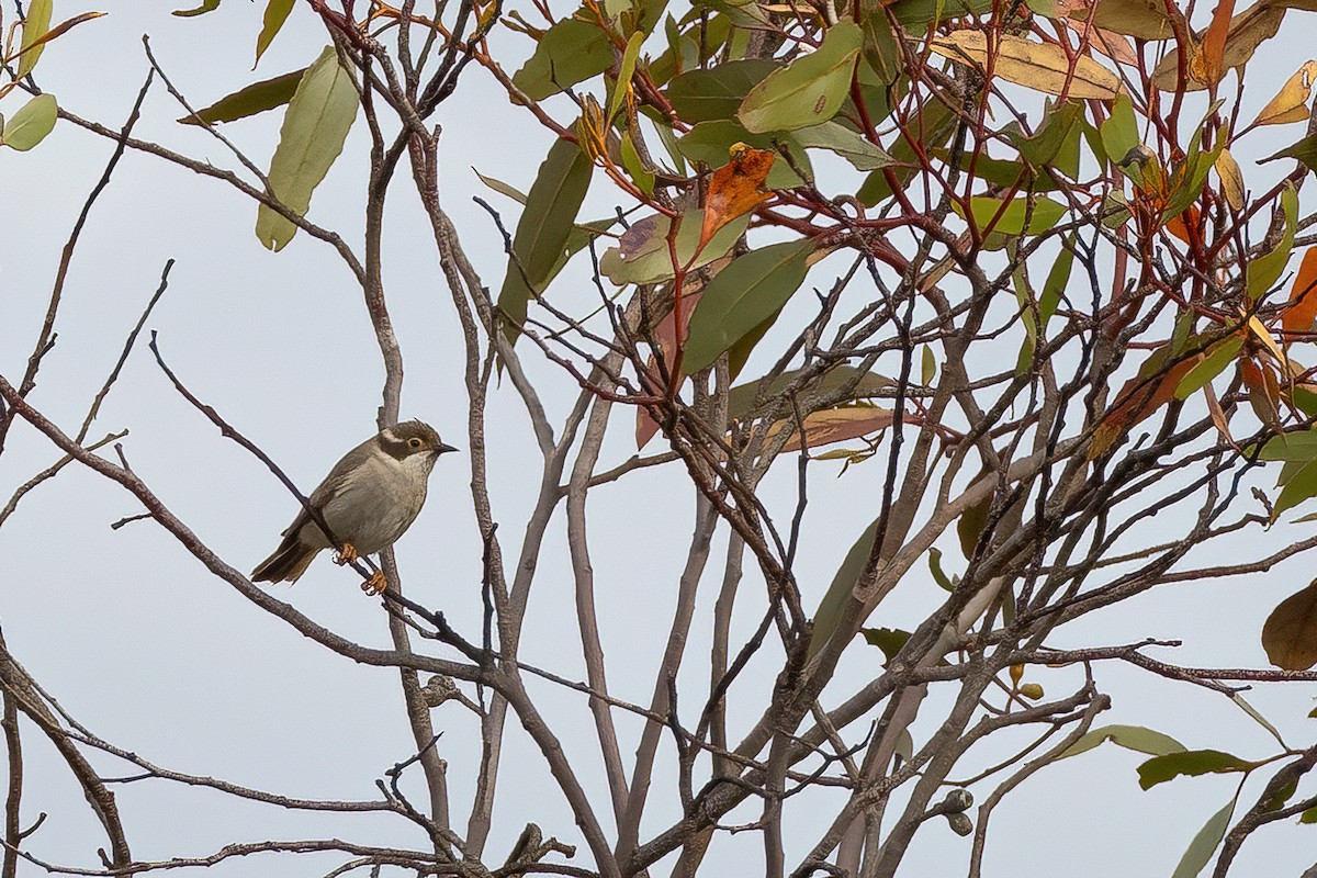 Brown-headed Honeyeater - ML624893558