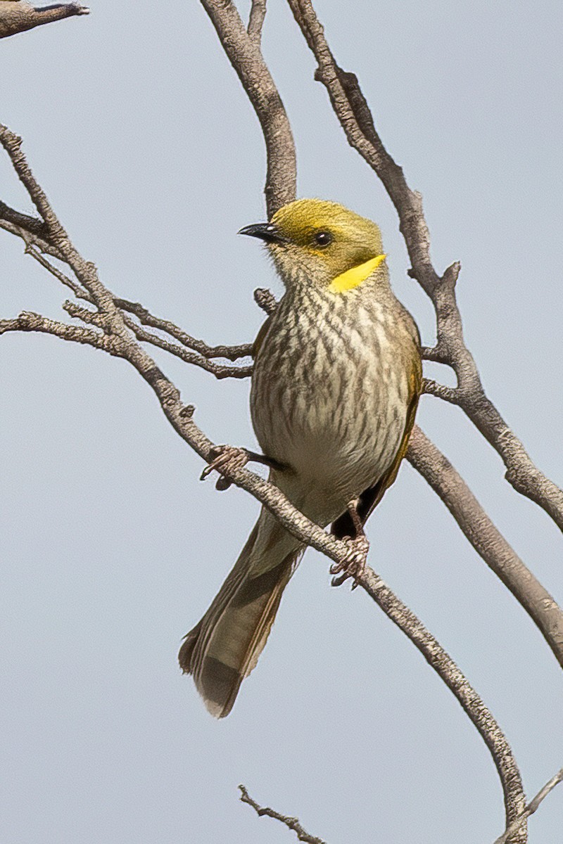 Yellow-plumed Honeyeater - ML624893565