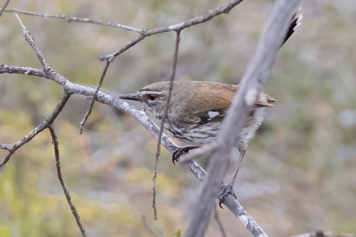 Shy Heathwren - ML624893579